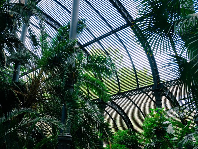 A low angle shot of beautiful green trees inside a shed during daytime